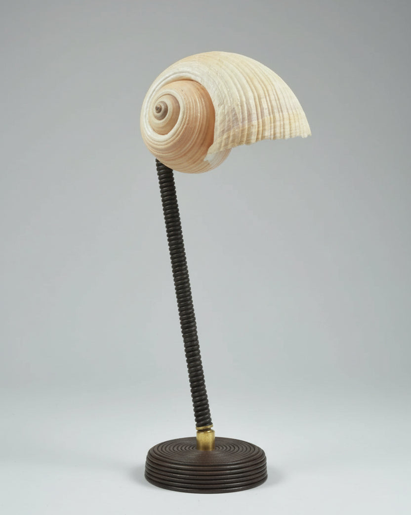 L'Escargot table lamp with nautilus shell shade on flexible stem