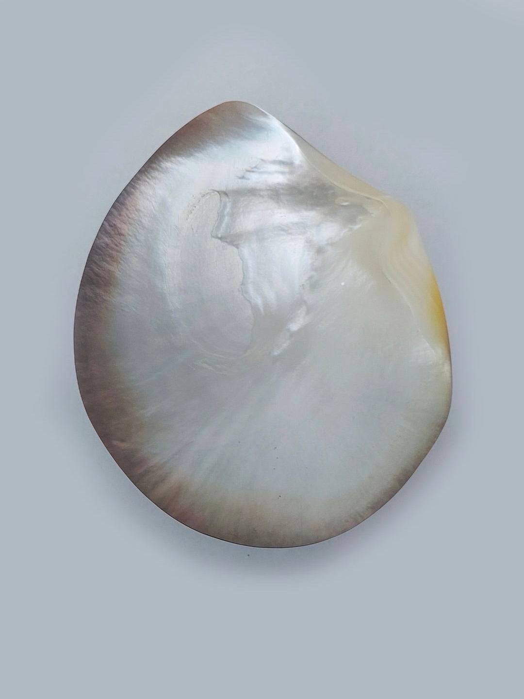 A close-up photograph of the Mother-Of-Pearl Vide Poche by Les Objoies, showcasing a single, shimmering nacre seashell on a light grey background. The shell's unique design features iridescent hues of white with subtle tones of pink and yellow near the edges, forming a rounded, slightly uneven shape. A perfect decorative piece.