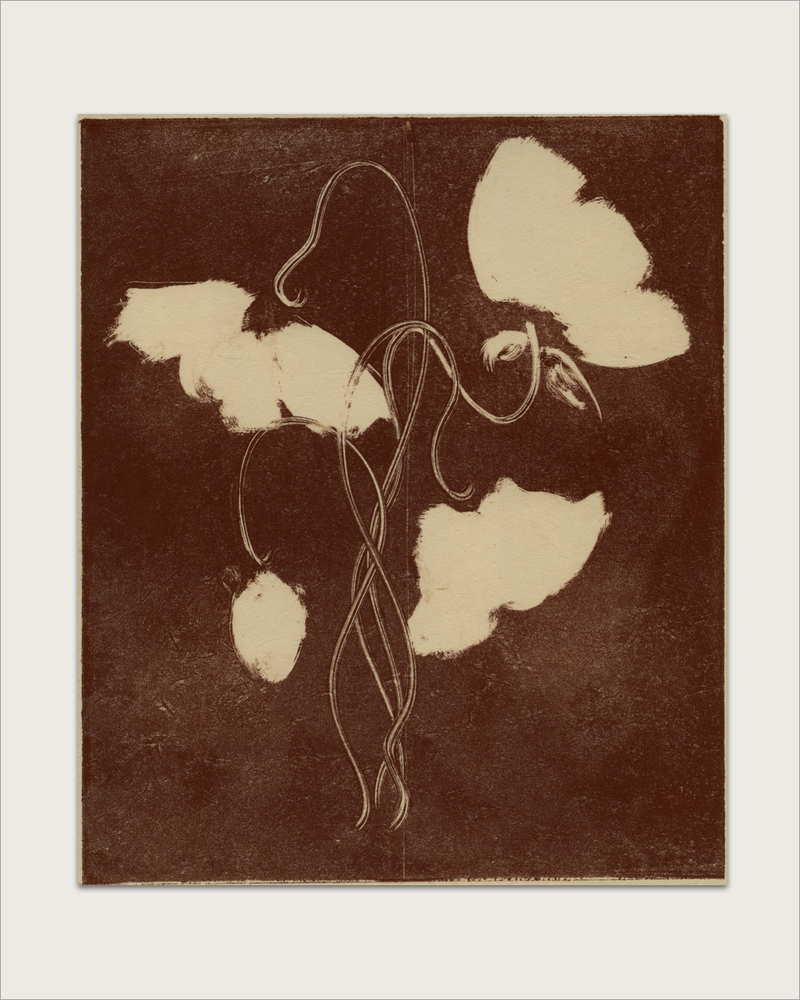 'Bloom II-IV' | monotype drawings by Heidi Hundseth Hart