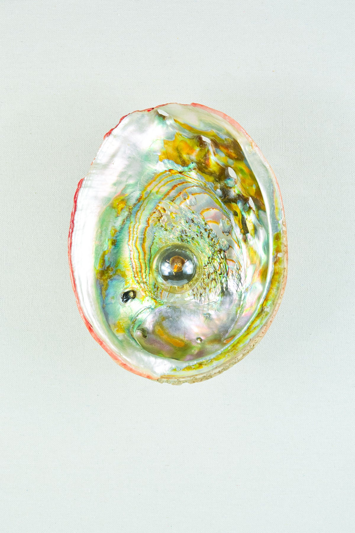 Iridescent abalone shell detail of Siren's Sconce wall light