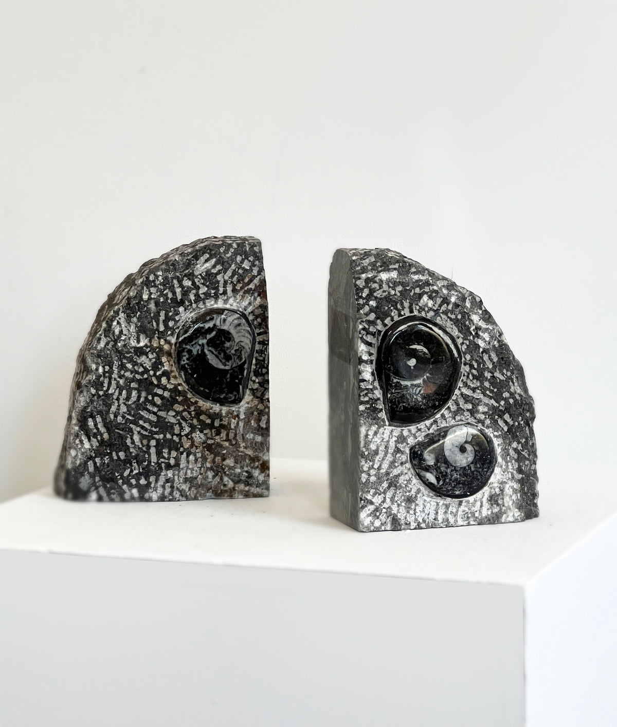 Porter Studio Fossilised Orthoceras Bookends, featuring upright, dark honed stone with embedded spiral fossils and textured surfaces, are displayed on a white pedestal against a plain background.