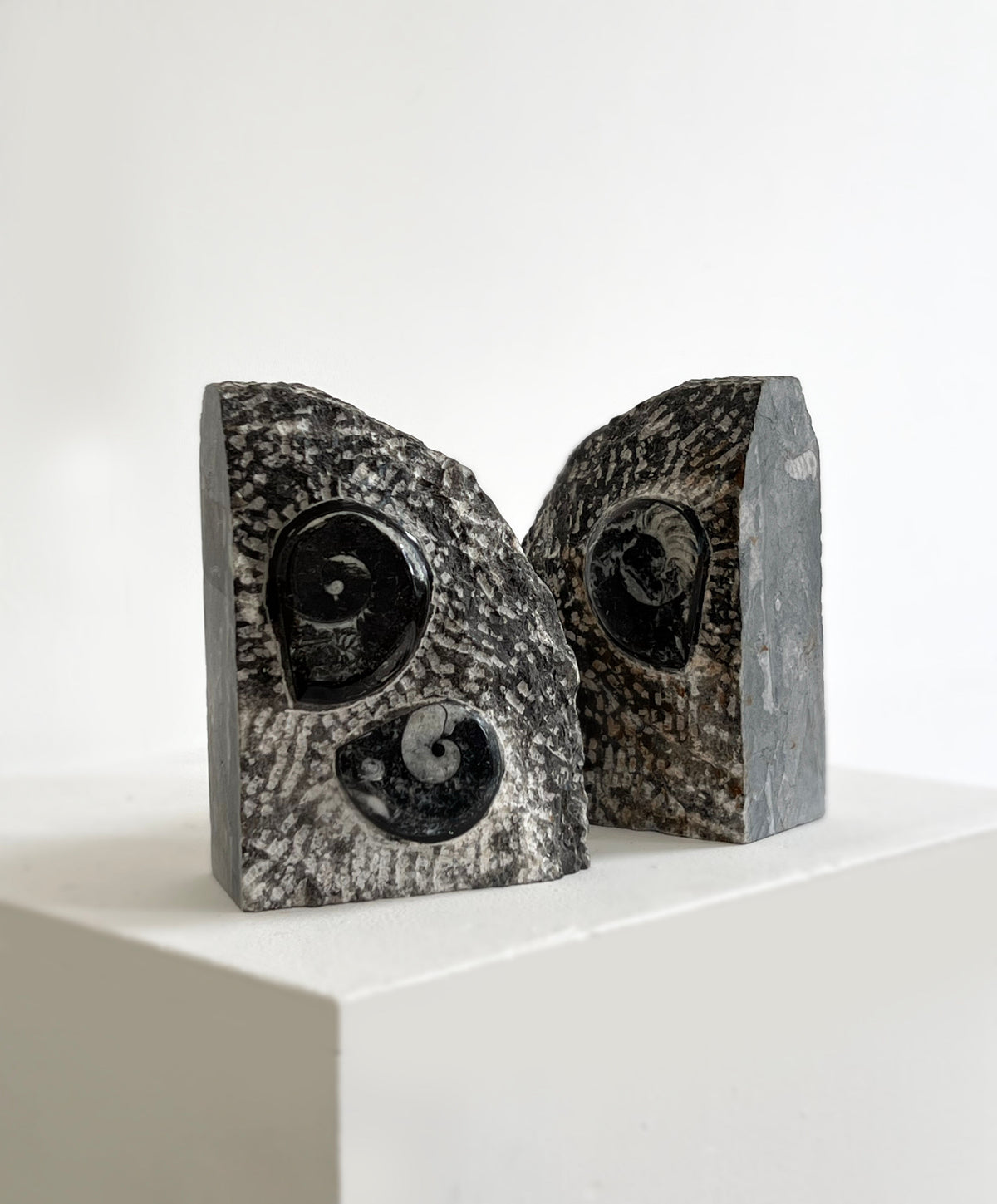 Porter Studio Fossilised Orthoceras Bookends, in black and gray with polished chambers and visible spiral patterns, are displayed side by side on a white pedestal against a plain white background.