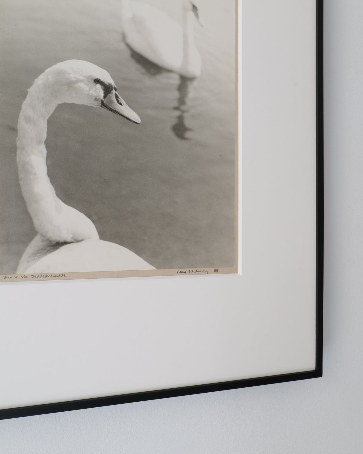 Close-up detail of swans at Waldemarsudde by Hans Malmberg 1968