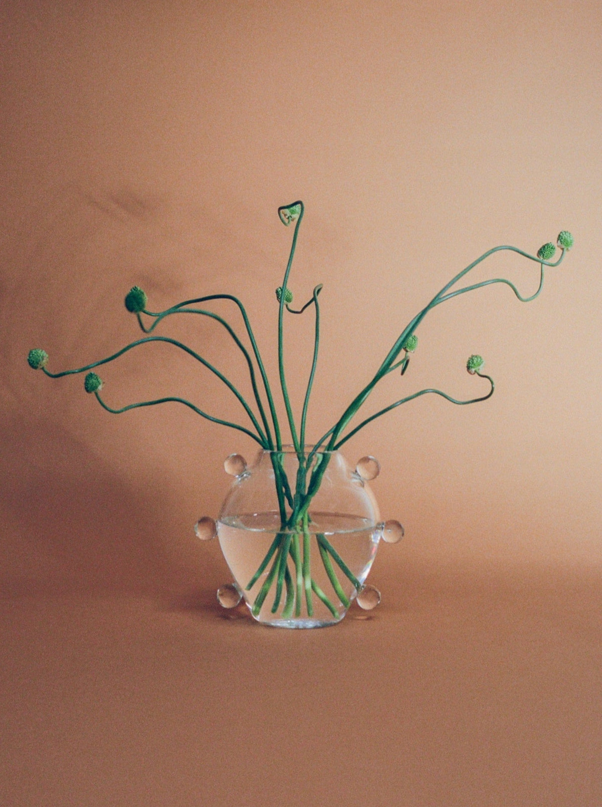 The La Lumiere Vase by Sophie Lou Jacobsen is a handcrafted glass piece featuring sculptural circular handles. It holds long, curving green stems with small buds against a soft brown backdrop, creating an artistic and minimalist floral display.